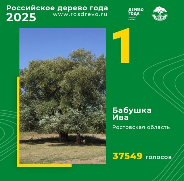 Главное дерево России 2025